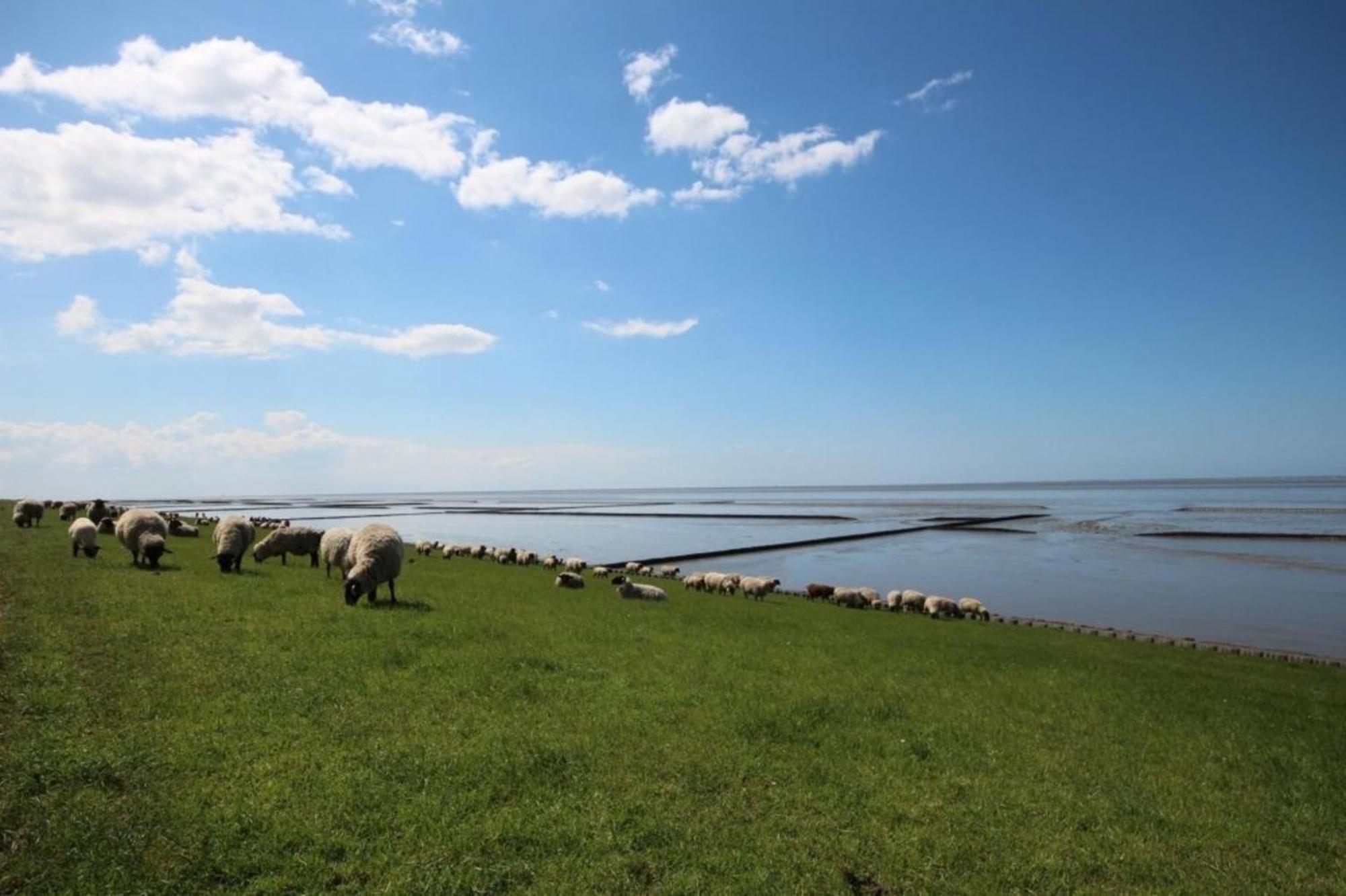 Kleine Nordseewelle Ohne Hund Norden Exteriör bild